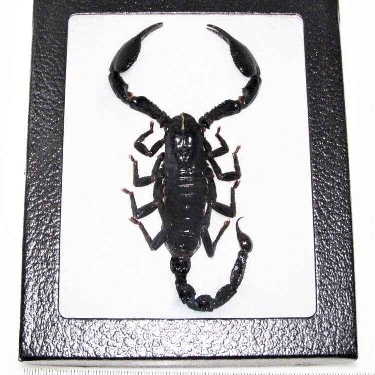 Heterometrus laoticus giant framed emperor scorpion Thailand