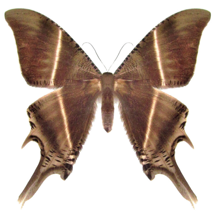 Lyssa zampa moth Indonesia