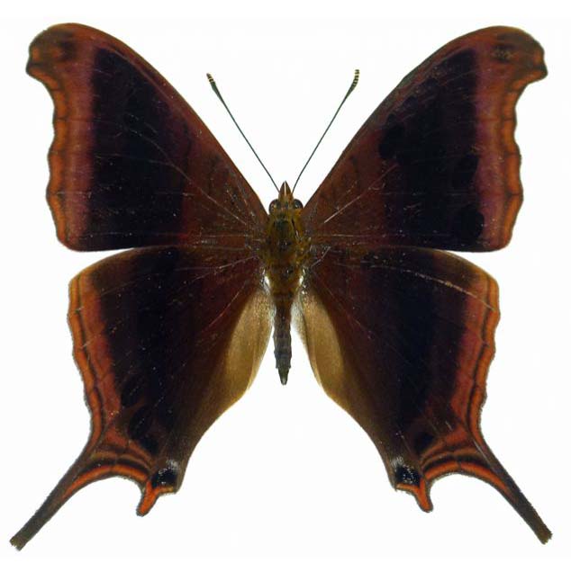 Marpesia coresia brown black waiter daggerwing butterfly Peru