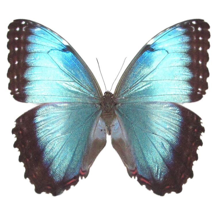 Morpho peleides female blue butterfly Costa Rica
