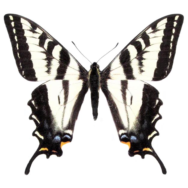 Papilio eurymedon unmounted