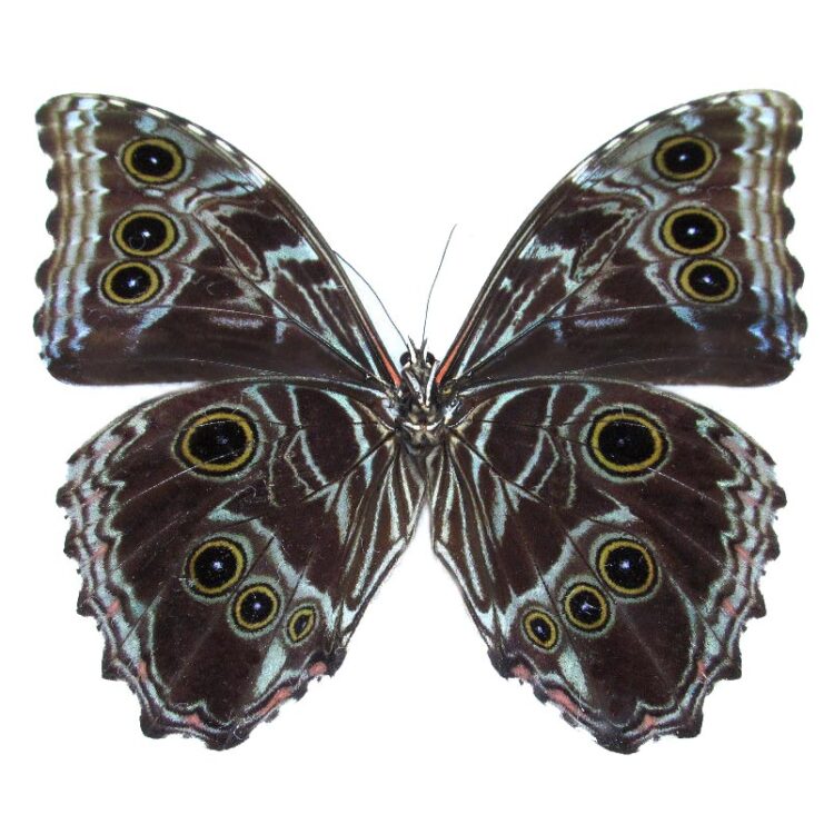 Morpho deidamia verso black butterfly Peru