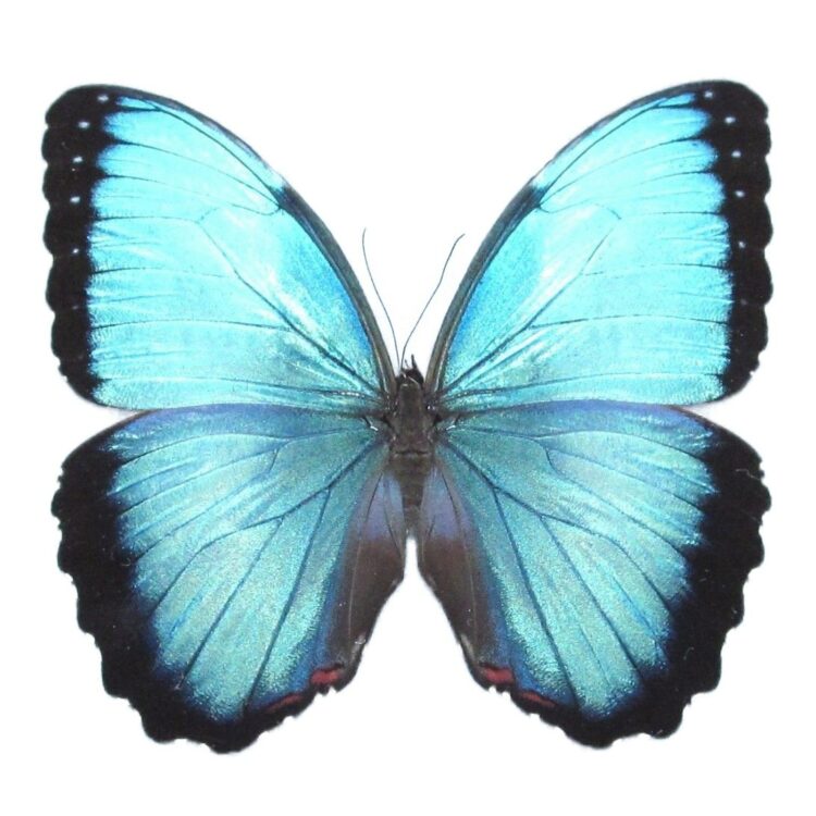 Morpho peleides blue butterfly Costa Rica