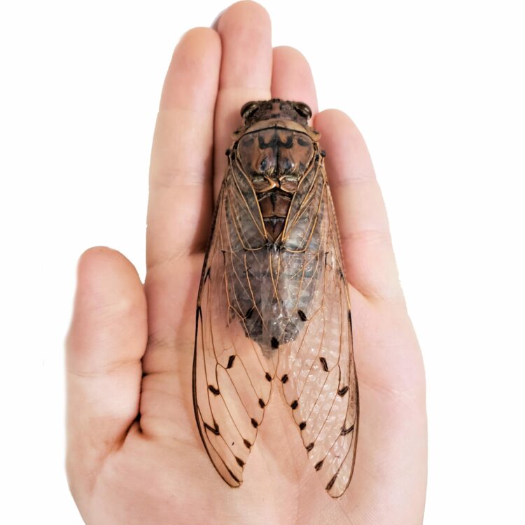 Pomponia imperatoria clearwing unmounted cicada Malaysia