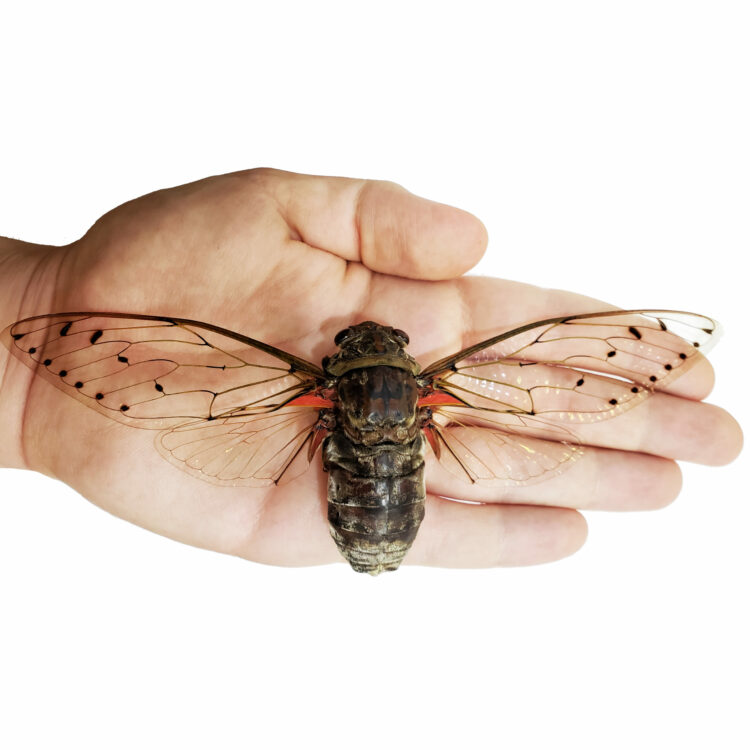 Pomponia intermedia clearwing cicada Thailand