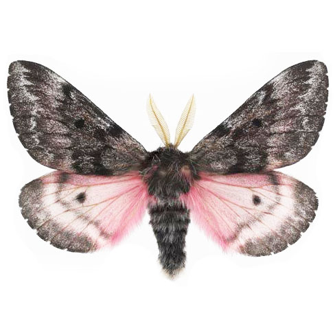 Coloradia luski pink saturn moth Arizona USA