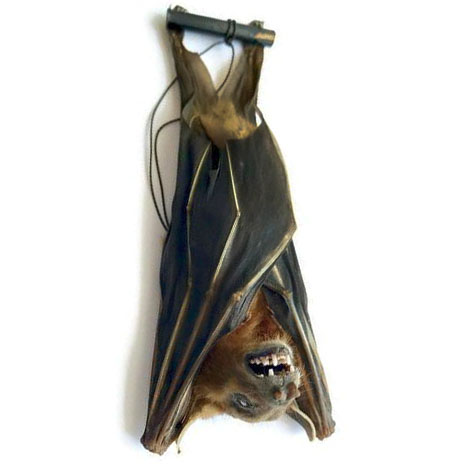 Cynopterus brachyotis tuxedo bat hanging wings closed Indonesia
