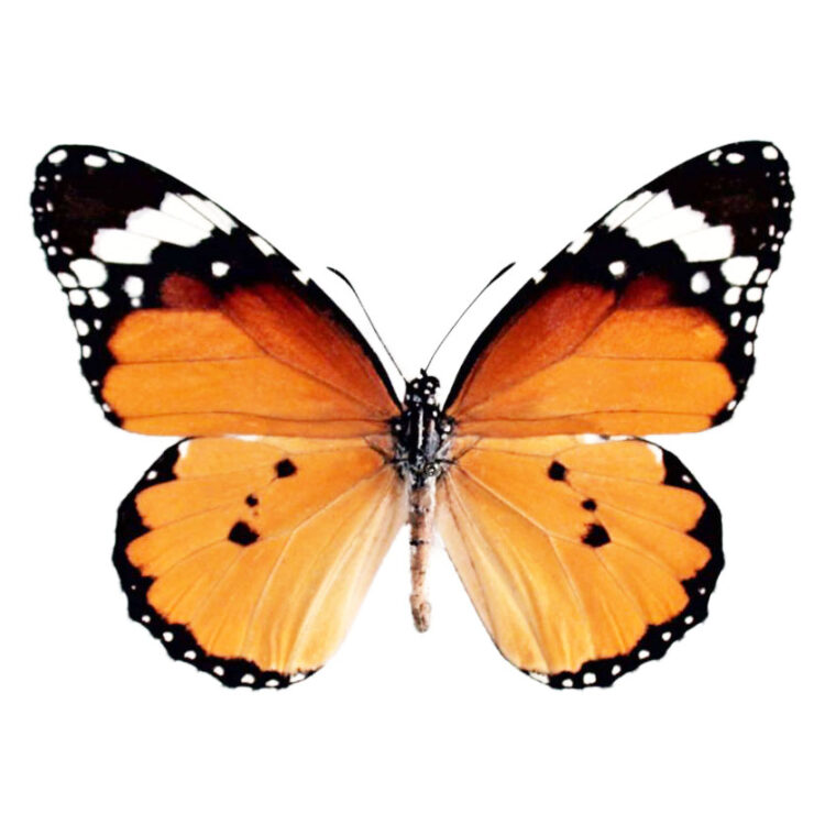 Danaus chrysippus monarch mimic butterfly verso Africa