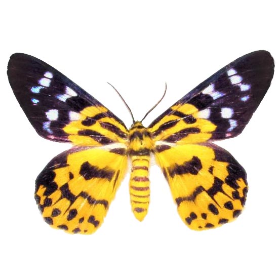 Dysphania militaris yellow blue day flying moth Indonesia