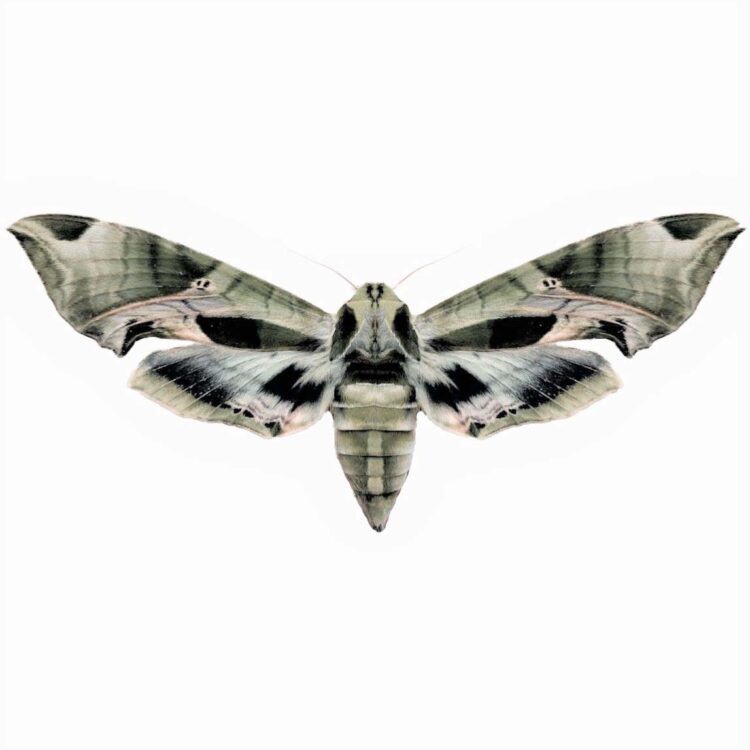 Eumorpha pandorus green sphinx moth USA
