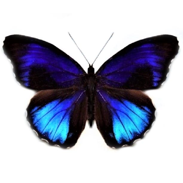 Eunica excelsa blue black butterfly Peru
