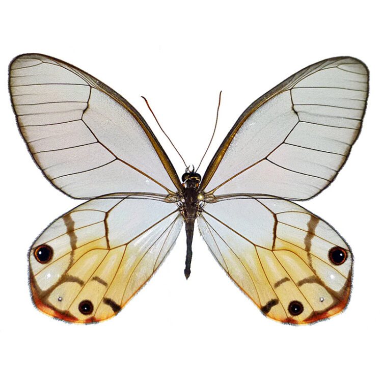 Haetera piera yellow clear wing butterfly Peru