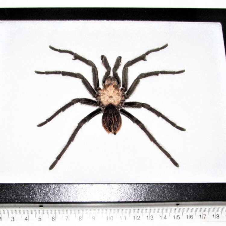 Aphonopelma chalcodes framed Arizona blonde tarantula male USA