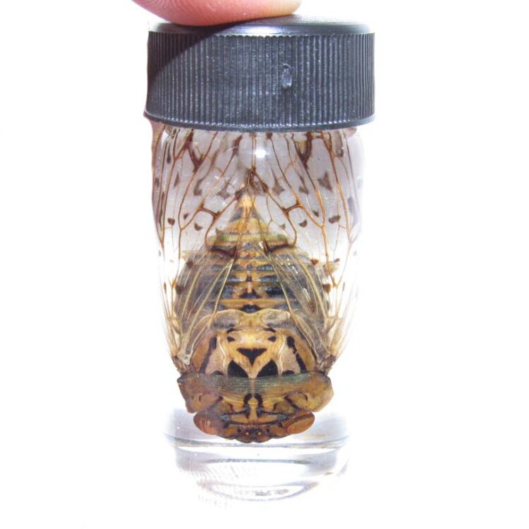 cicada preserved in vial wet specimen Madagascar