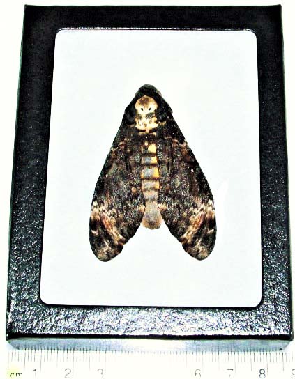 Acherontia atropos framed Silence of the Lambs death's head moth Europe