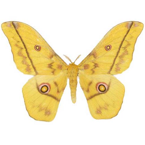 Nudaurelia dione yellow pink saturn moth Africa
