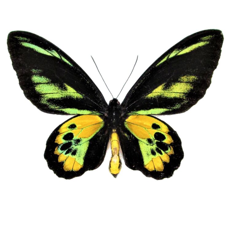Ornithoptera rothschildi birdwing green gold black butterfly male