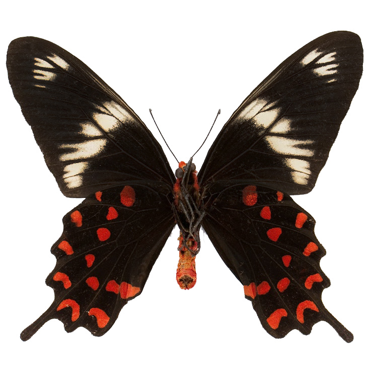 Pachliopta hector red pink black butterfly verso Myanmar