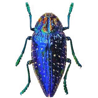 Polybothris sumptuosa gemma blue jewel beetle buprestid Madagascar