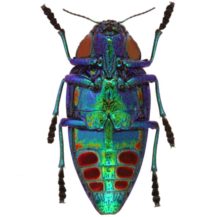 Polybothris sumptuosa gemma blue green jewel beetle buprestid verso Madagascar
