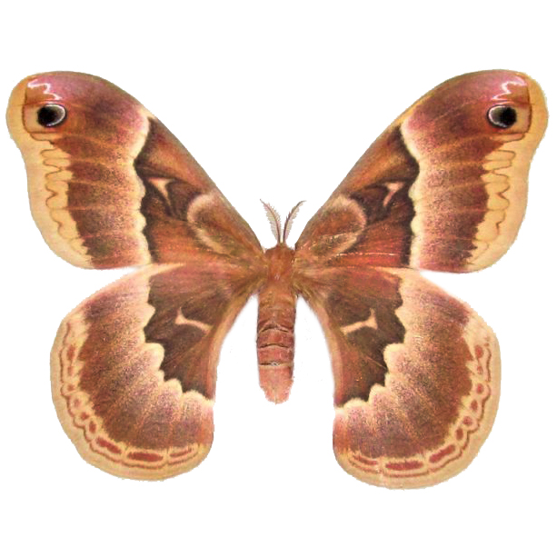 Callosamia promethea female pink orange saturn moth USA