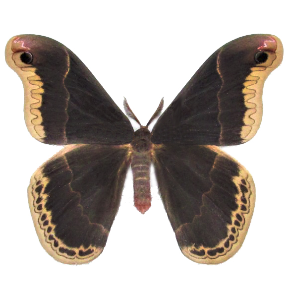 Callosamia promethea male saturn moth USA