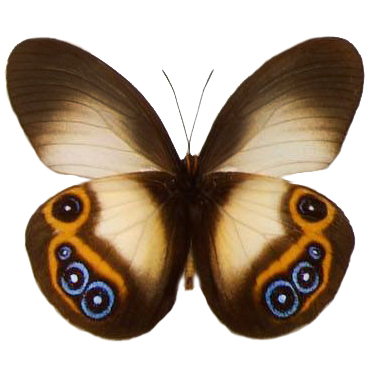 Taenaris dimona zaitha owl mimic blue eyed butterfly Indonesia