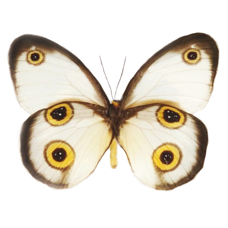 Taenaris hodeva owl mimic eyed butterfly Indonesia