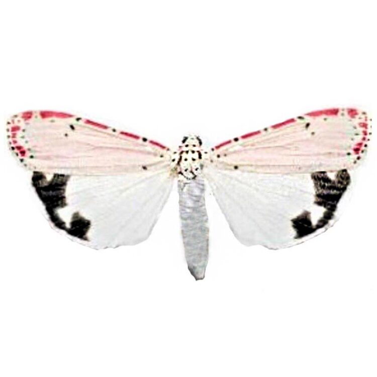 Utethesia ornatrix pink white tiger moth Florida USA