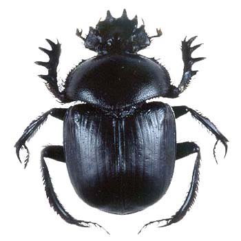 black scarab beetle