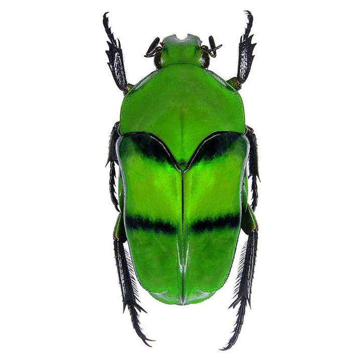 Ischiopsopha bifasciata green scarab beetle Indonesia