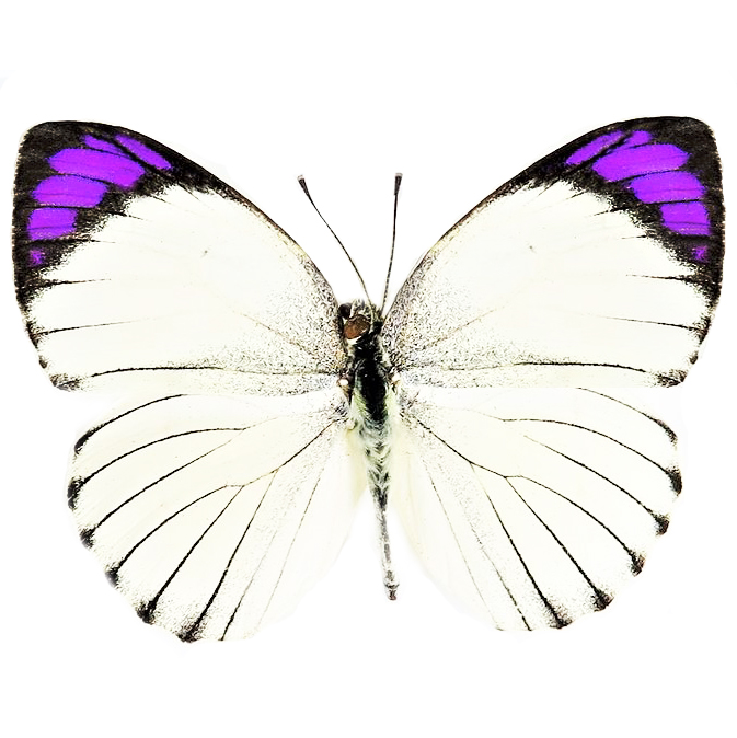Colotis regina white purple butterfly Tanzania