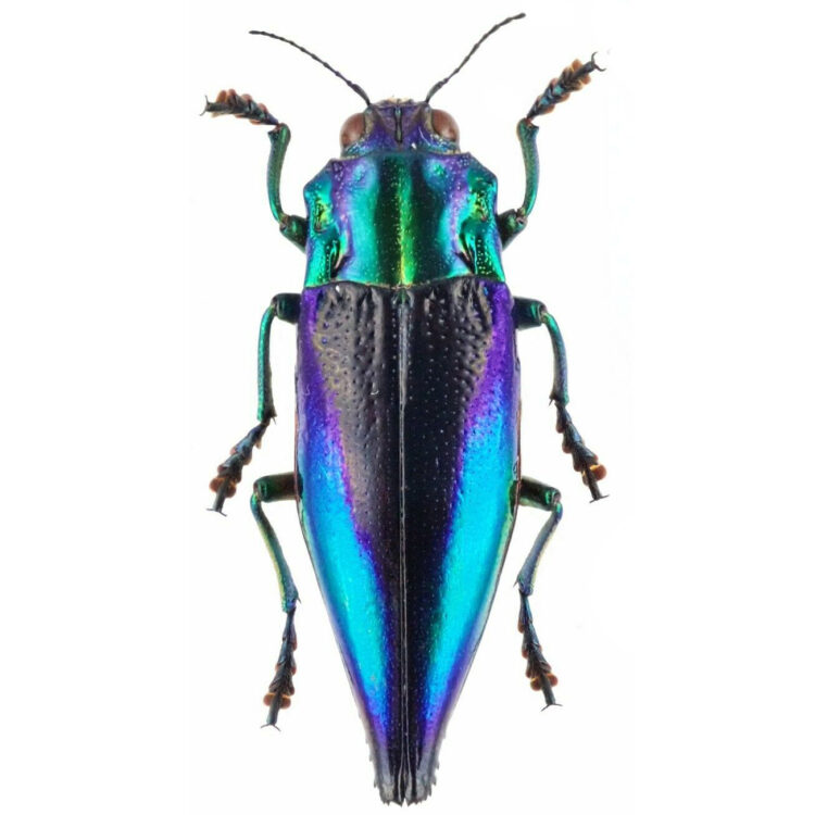 Cyphogastra calepyga blue violet buprestid beetle Indonesia