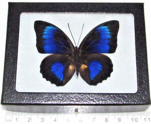 Agrias stuarti x Prepona HYBRID blue framed butterfly Peru RARE