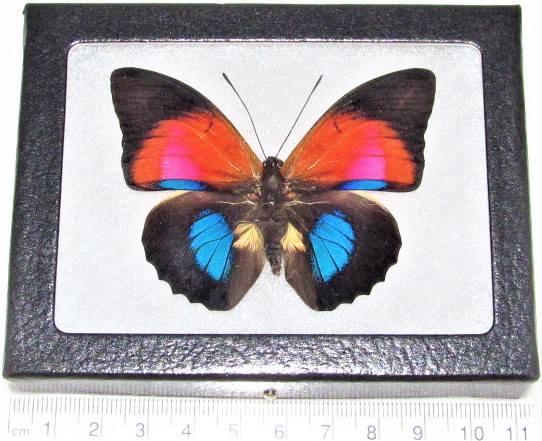 Agrias x Prepona hybrid blue red framed butterfly Peru RARE