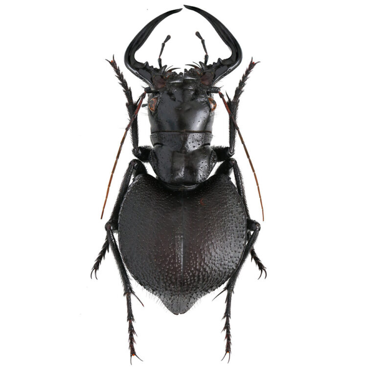Manticora latipennis black tiger beetle South Africa