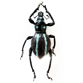 Pachyrrhynchus caeruleovitattus blue grey weevil beetle Philippines