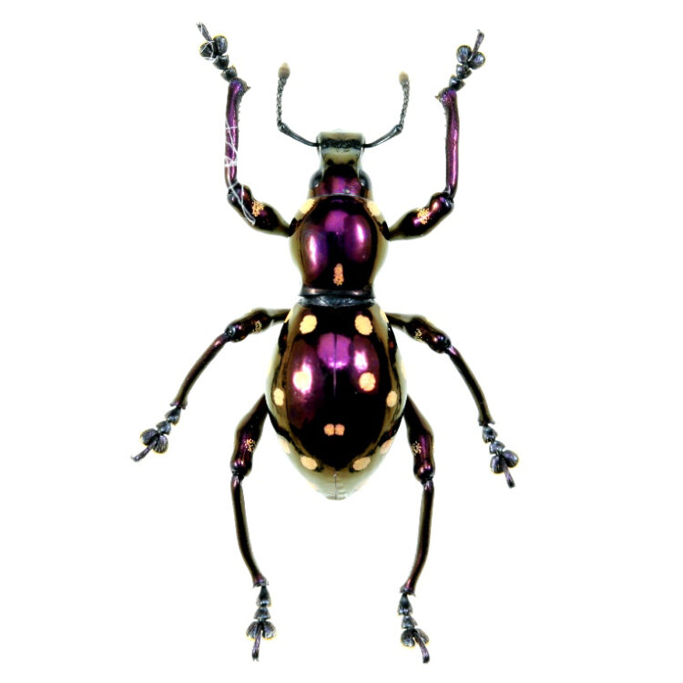 Pachyrrhynchus chlorites purple weevil beetle Philippines