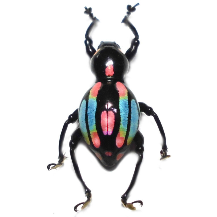 Pachyrrhynchus dorhni pink blue weevil beetle Philippines