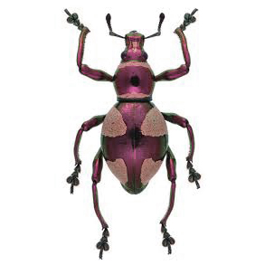 Pachyrrhynchus hirokii pink red weevil beetle Philippines