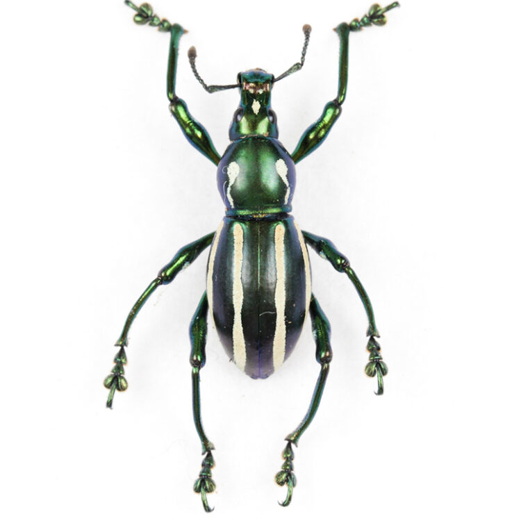 Pachyrrhynchus inclytus green weevil beetle Philippines