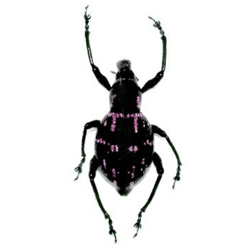 Pachyrrhynchus nobilis pink weevil beetle Philippines