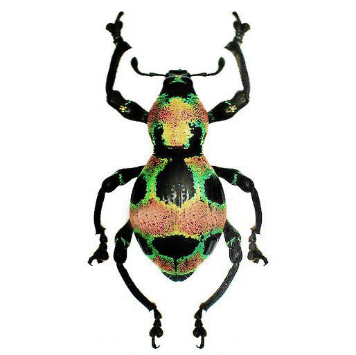 Pachyrrhynchus orbifer pink green weevil beetle Philippines