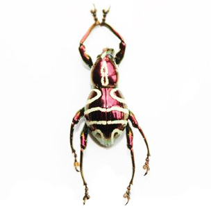 Pachyrrhynchus postpubescens red pink weevil beetle Philippines