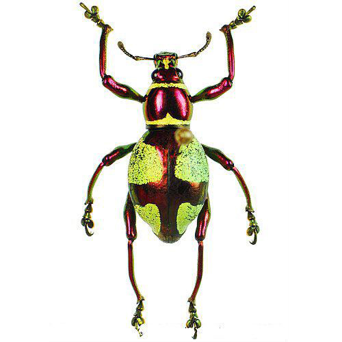 Pachyrrhynchus pseudamabilis red green weevil beetle Philippines