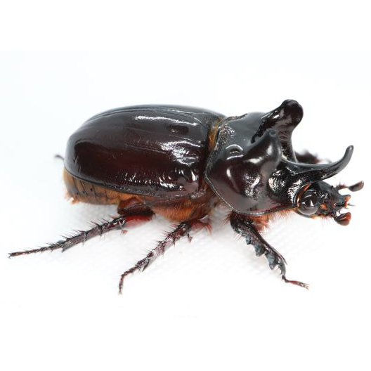 Strategus aloeus ox beetle