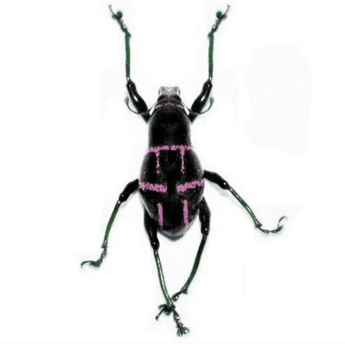 Pachyrrhynchus moniliferus pink form weevil beetle Philippines