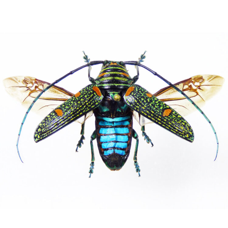 Zographus regalis blue green longhorn beetle RCA Africa RARE