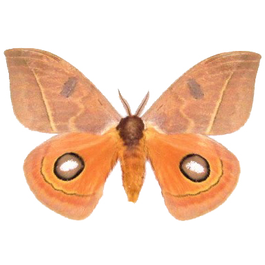Automeris randa male saturn moth Arizona USA RARE