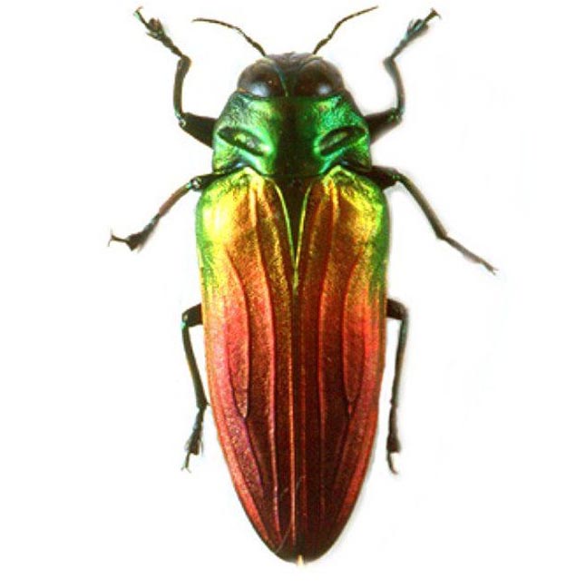Belionota sumptuosa yellow red green buprestid beetle Papua New Guinea